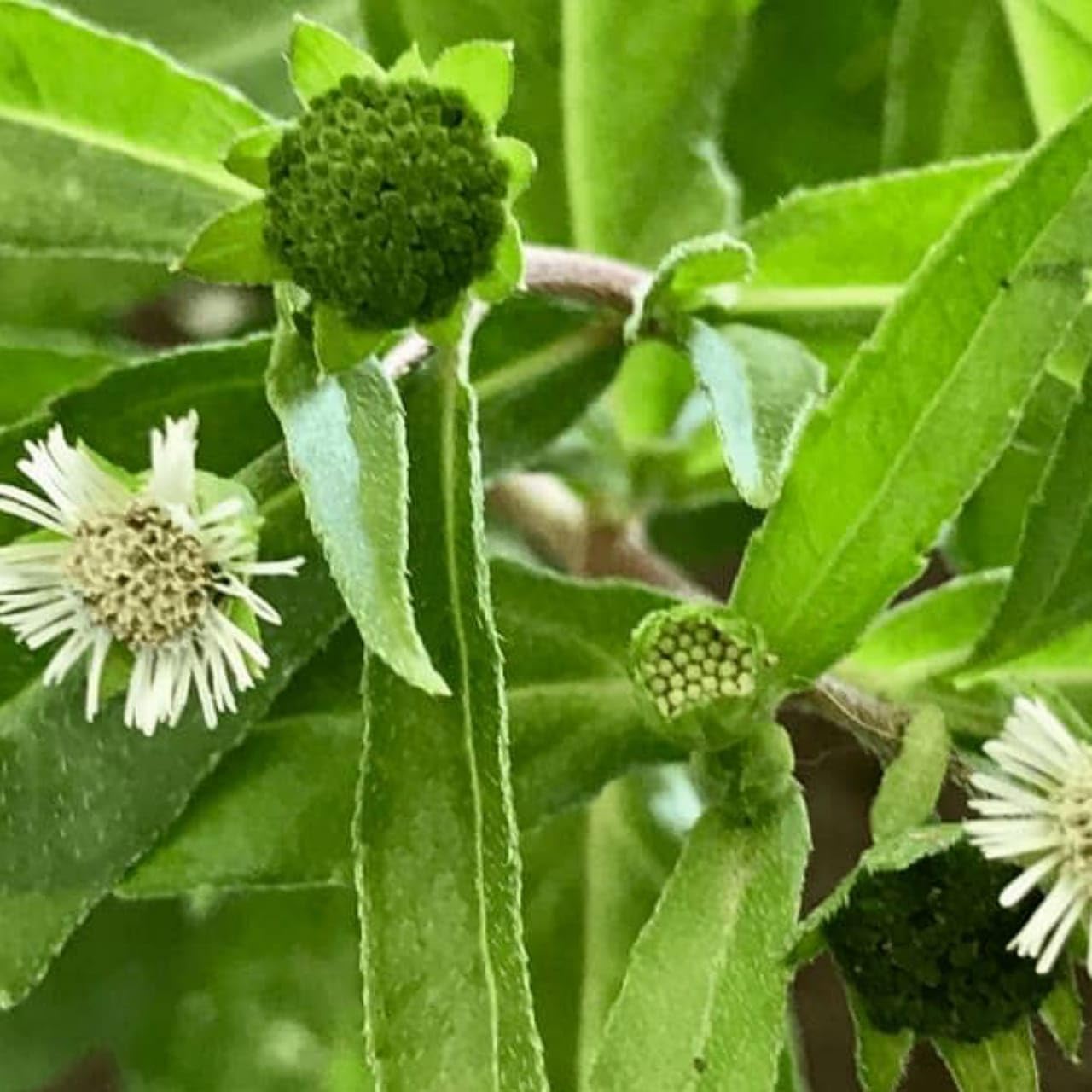 Generic Bhringraj Live Plant Natural Eclipta for Herbal and Medicinal Benefits White Flower Medicinal Plant : Amazon.in: Garden & Outdoors