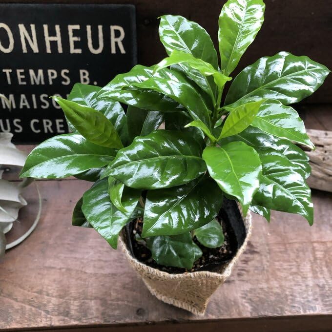 Amazon｜パリジェンヌ17 コーヒーの木 潤やか葉っぱ 観葉植物