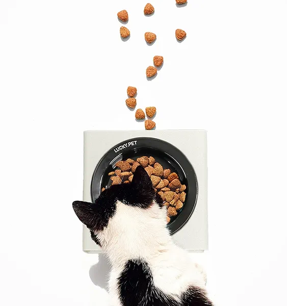 Vriaagyiyou Ceramic Cat Bowl with Stainless Steel Bowl Stand for Medium Dogs, Non-Slip, Raised Stainless Steel Food & Water Pet Bowls Cervical Vertebra Protection(White)