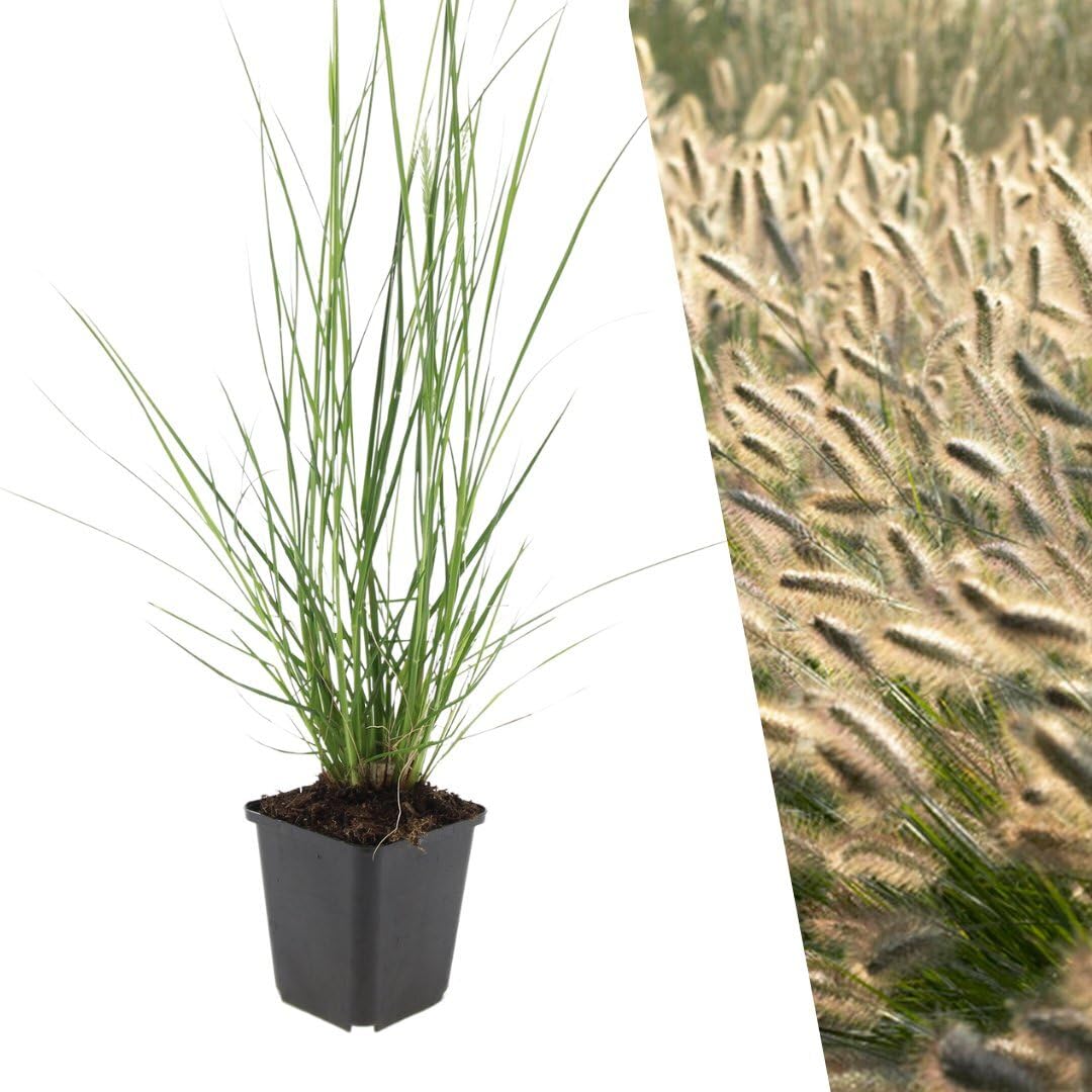 Plants by Frank Pennisetum Alopecuroides Hameln, 24 Stück, Ø 9 cm | Lampenputzergras Pflanzen, Bodendecker Winterhart Mehrjährig, Federborstengras, Stauden, Ziergräser, Topf 9 cm, Höhe: 15 cm