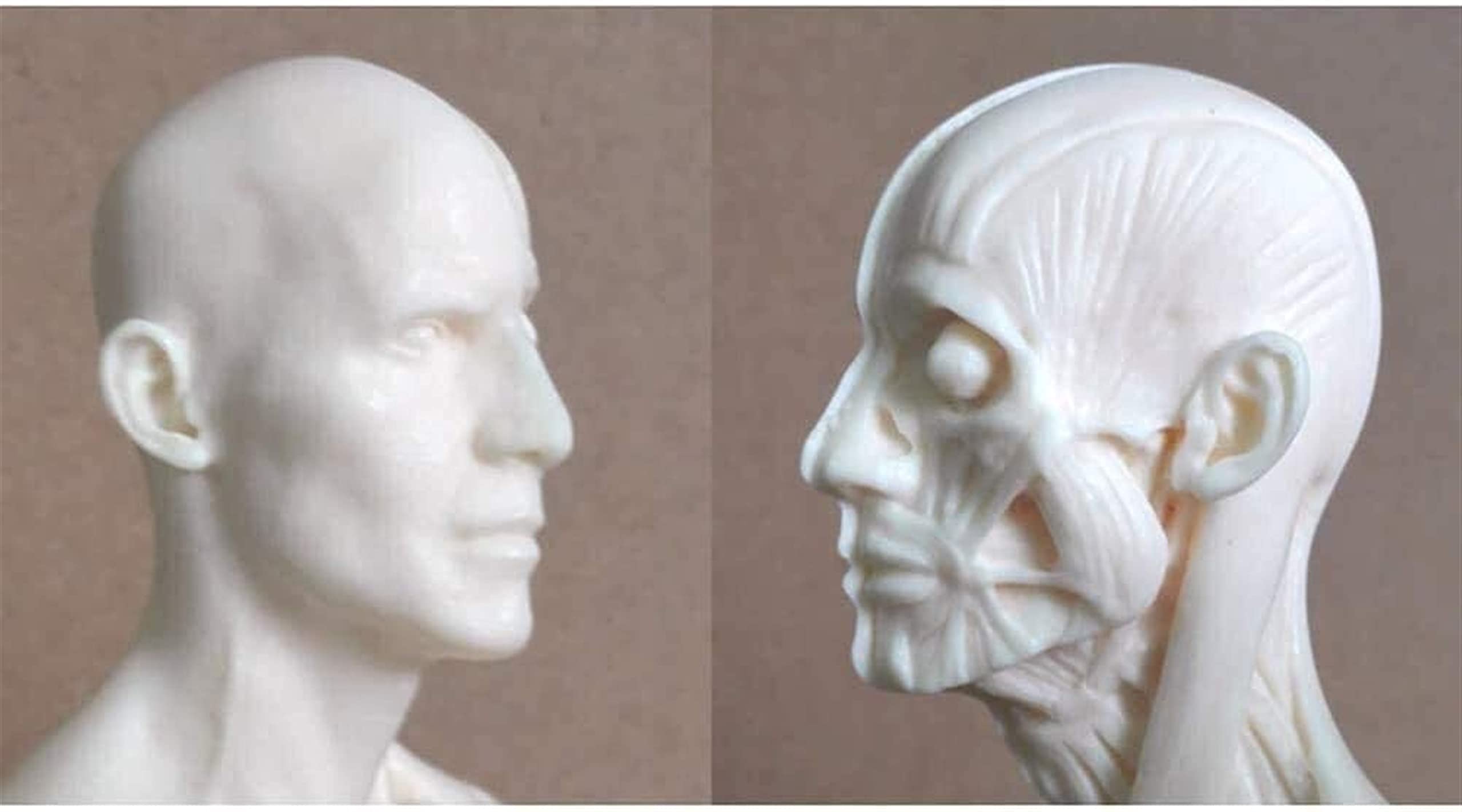 Modèle D'anatomie, 30 Cm Modèle De Peinture Anatomique Squelette Humain pour La Sculpture du Corps De La Tête Muscle Dessin Anatomique Anatomie Skull 1: 6 pour Une Démonstration Médicale