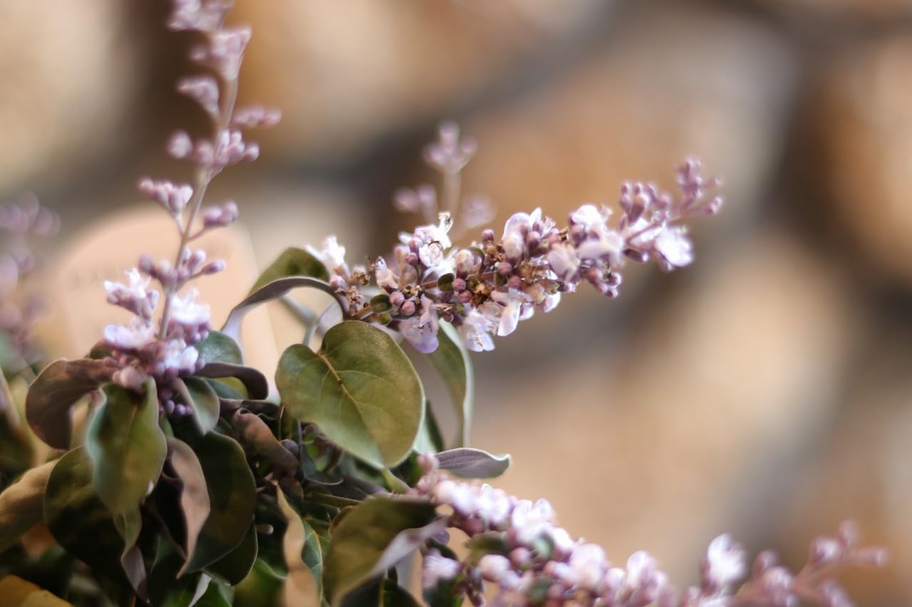 Amazon.co.jp: 西洋ニンジンボク プルプレア 3〜3.5号ポット苗 1株販売