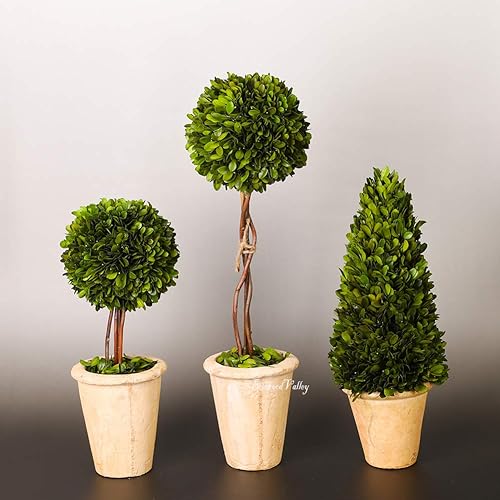 Miniatura 7 de Árbol boj ornamental bien conservado en maceta de terracota, planta verde para decoración del hogar (de bola única, 41 cm de alto)