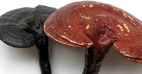 Miniatura 5 de Polvo roto orgánico de Reishi del polvo de Ganoderma Lucidum de la pared celular 2.2 lbs
