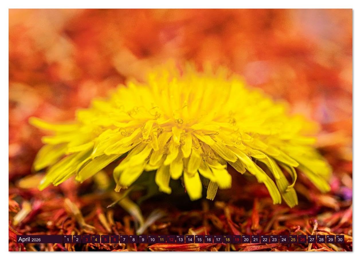 Essbare Blüten aus meinem Garten (hochwertiger Premium Wandkalender 2026 DIN A2 quer), Kunstdruck in Hochglanz: Essbare Blüten - ein Fest für die Sinne (CALVENDO Lifestyle)