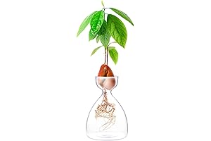 Avocado Seed Starter Planting Vase