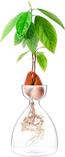 Jarrón de iniciación de brotes de aguacate, maceta para interior de árbol de aguacate, kit de jarrón de cultivo de semillas de jardín de vidrio,