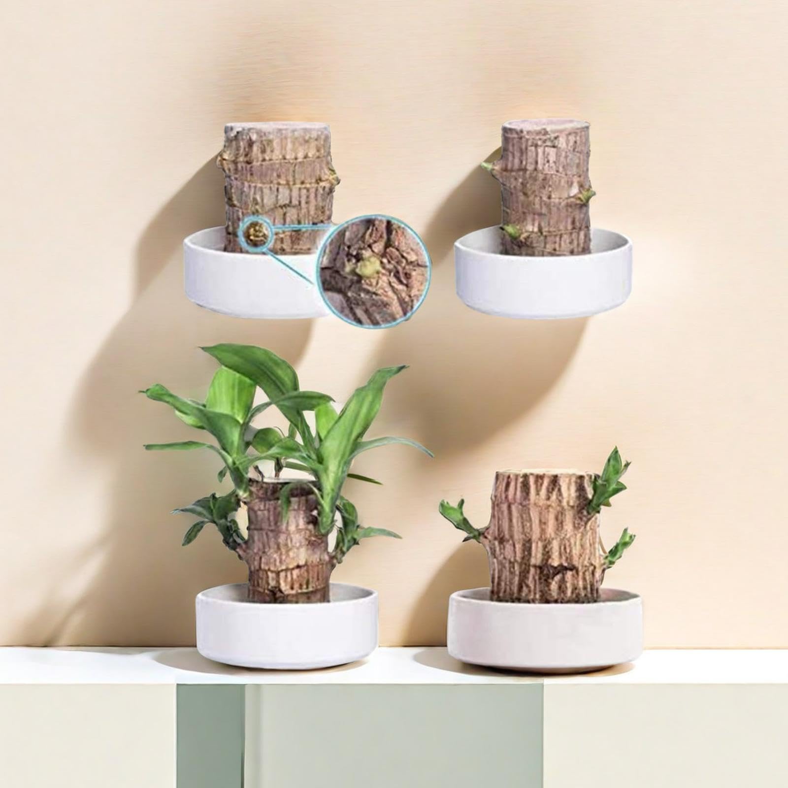 Brazilian Wood Glückspflanze - Brasilianisches Glücksholz Mit 2 Mönchsstatuen