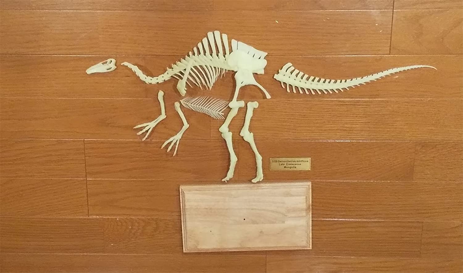 Amazon | 恐竜博物館 1/20 サイズ デイノケイルス Deinocheirus 骨格