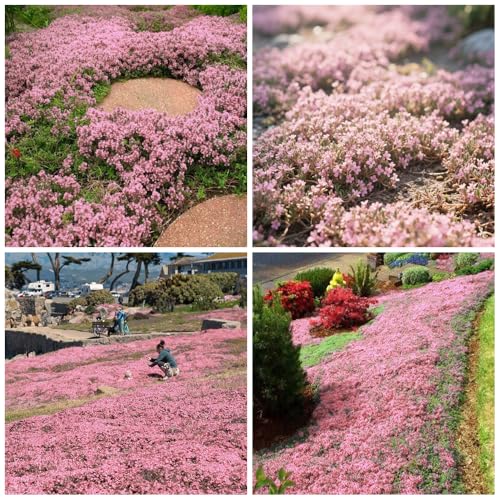 20000+ Timo Strisciante rosa per piantare all'aperto, giardino, Per la copertura del prato