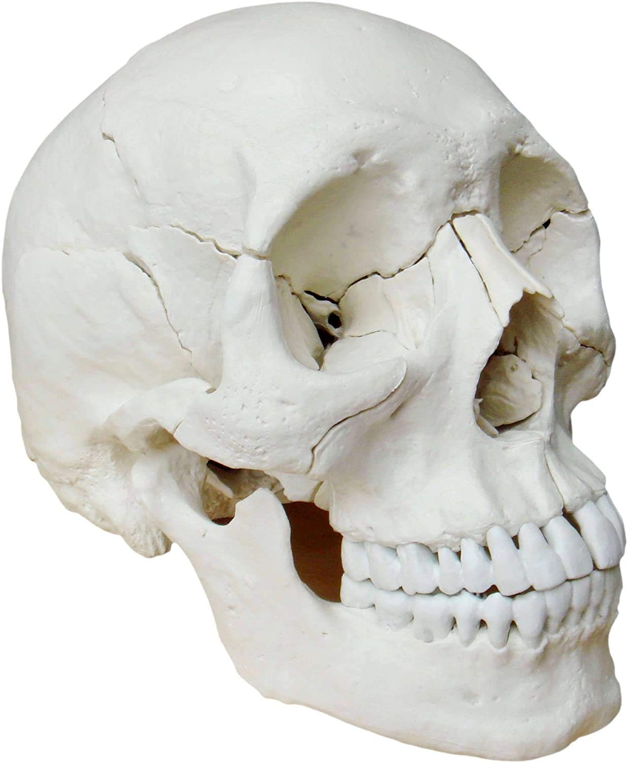 Cranstein A-211 Cranio anatomico con numerazione | Studi e formazione medica | cranio | Modello di anatomia del cranio | Modello del cranio