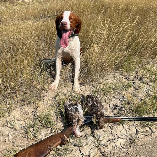 Montana! Sharptail Grouse and Hungarian Partridge Sept 2022