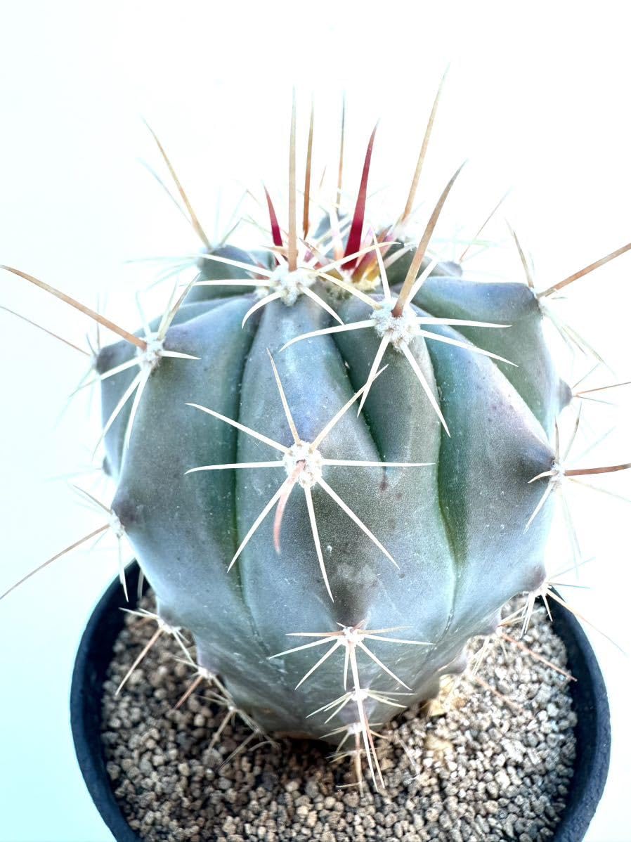 Amazon.co.jp: ferocactus hyb フェロカクタス ハイブリッド 交配種