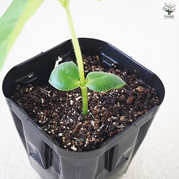 枝豆✩⡱ 楽天市場】枝豆 肴豆「1kg」or「1.5kg」or「2kg」 はちしろ枝豆