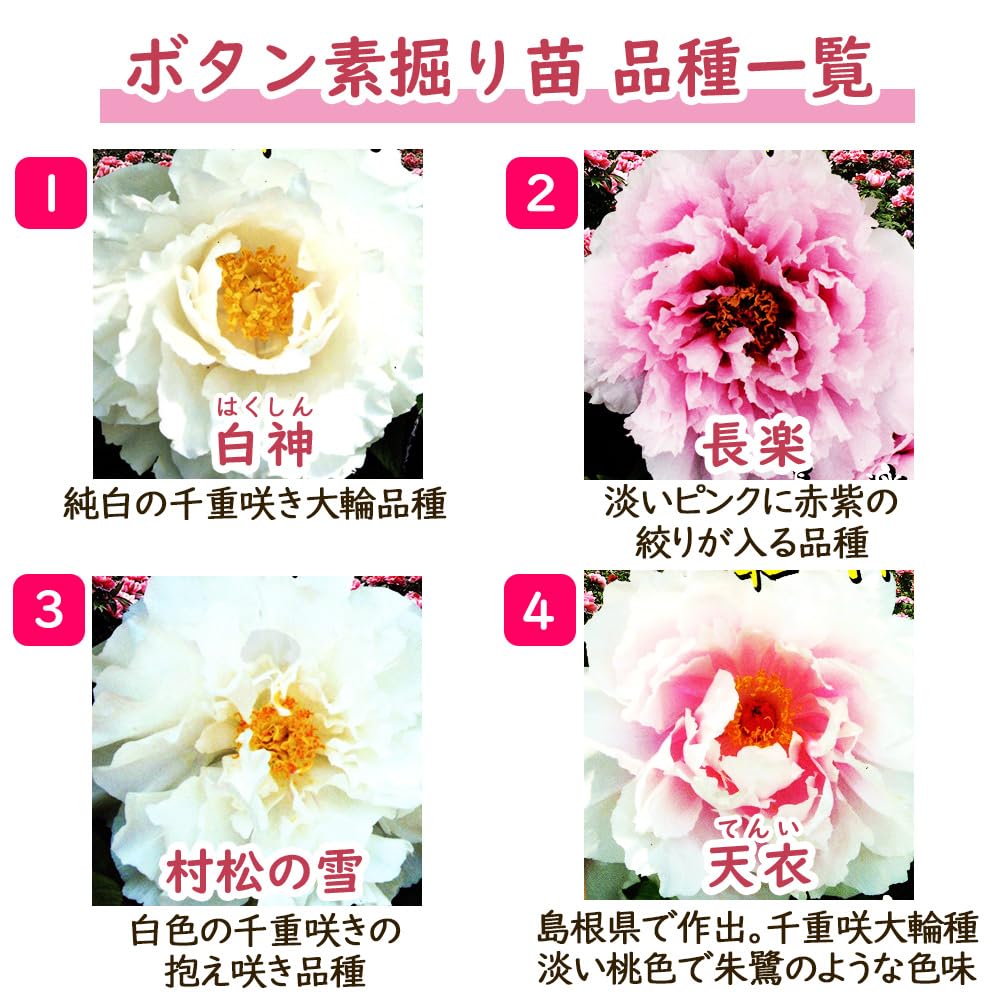Amazon.co.jp: 「 ボタン (牡丹) 植込み苗【 3．松村の雪 】 」6号鉢