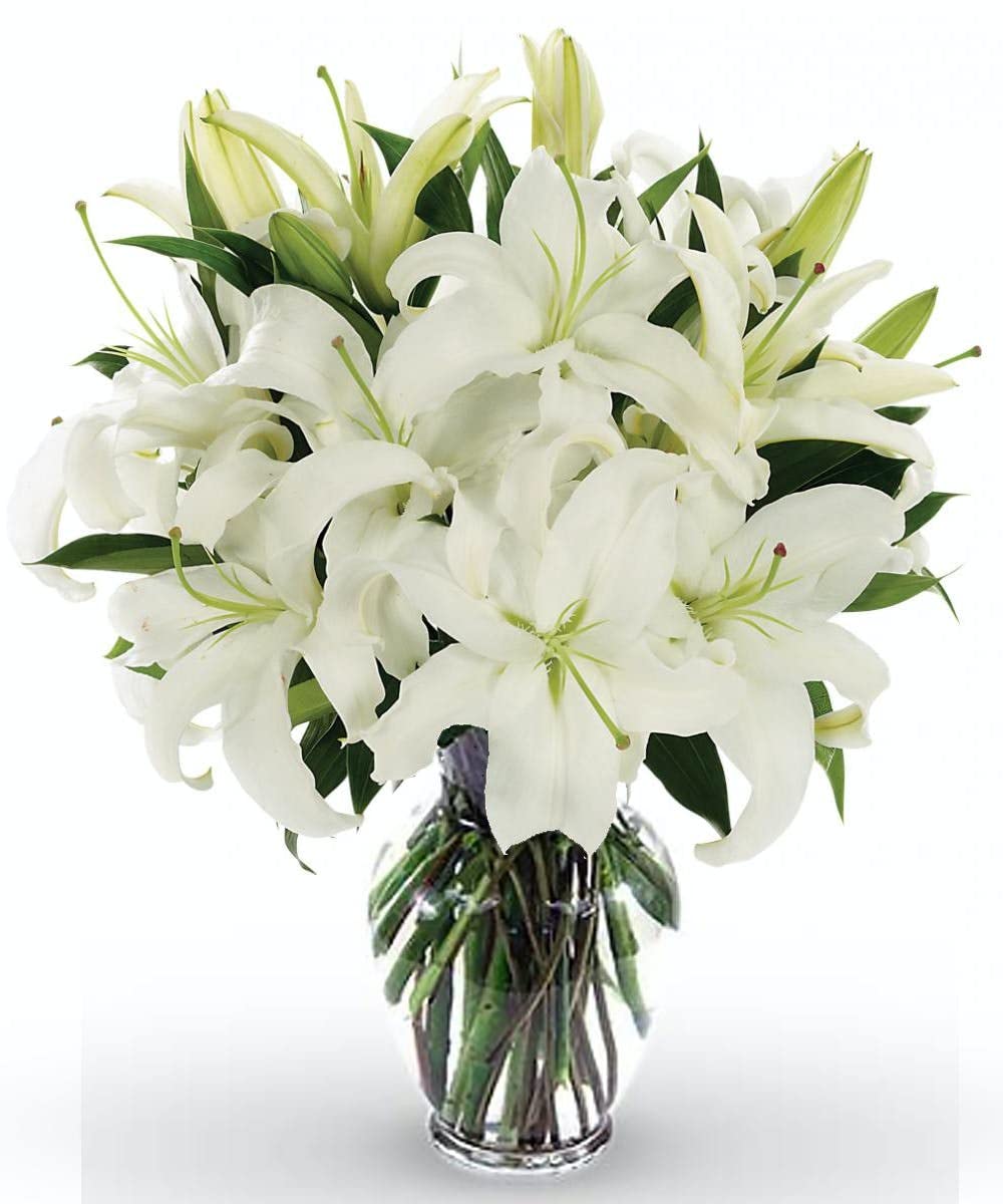Attractive Asiatic lily white “Asiaticum“Lilium Hybrid Flower Bulbs for Home Décor & Living Room (pack of 5)-image-15
