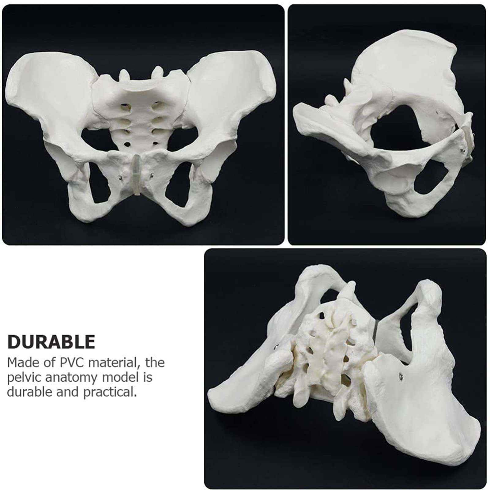 Modele dydaktyczne z zakresu biologii, Model anatomiczny, model kości biodrowej i miednicy, kobiety dla lekarza, nauka, edukacja anatomii
