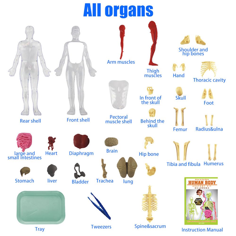 Human Body Model for Kids 32CM Science Can Human Body Model for Kids with 9 Removable Organs - Image 4