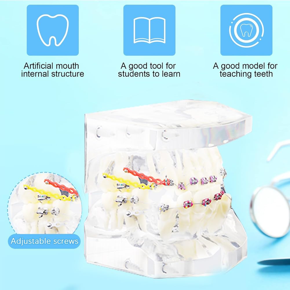 Tipodonto Oral Dental Modelo Dental Ortodóntico Estándar con Dentadura de Resina y Alambre Transparente