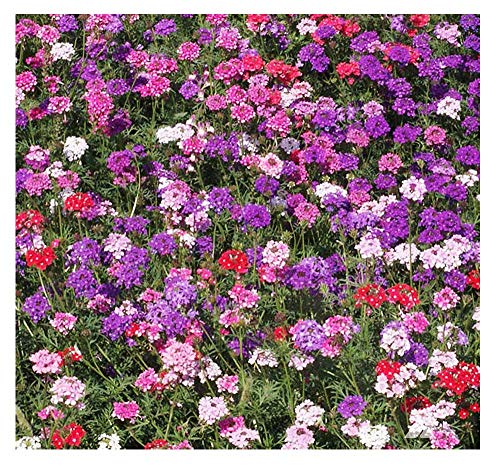 Marde Ross & Company Moss Verbena - Ground Cover - Mixed Colors for Zones 6-10 - 3300 Seeds