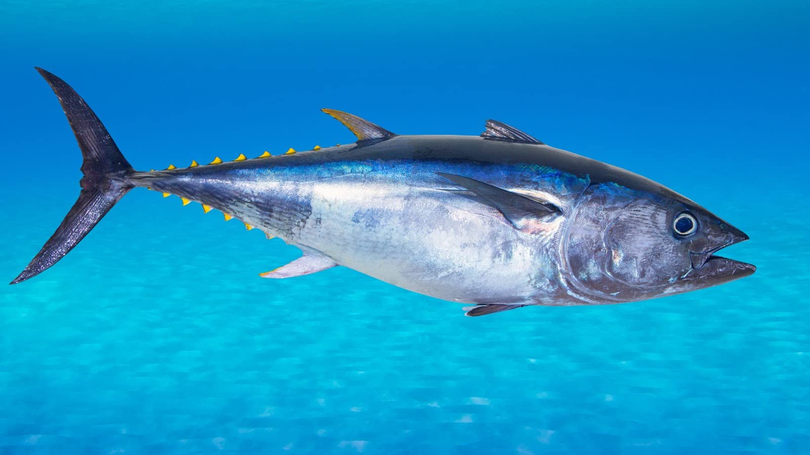 Pescadería Premium Pescado Fresco Atún Rojo Salvaje 0,5 kg