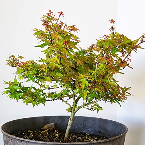 Fertilizante líquido para bonsái Perfect Plants 8 oz miniatura 2