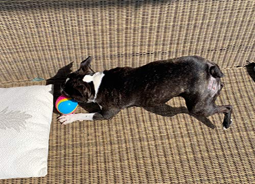 AVANZONA Hundeball. Sensorisches Spielzeug für Blinde Hunde. Sehen, Hören, Berühren, Riechen, Schmecken. Quietschball für Mittlere Große Hund. 8CM.