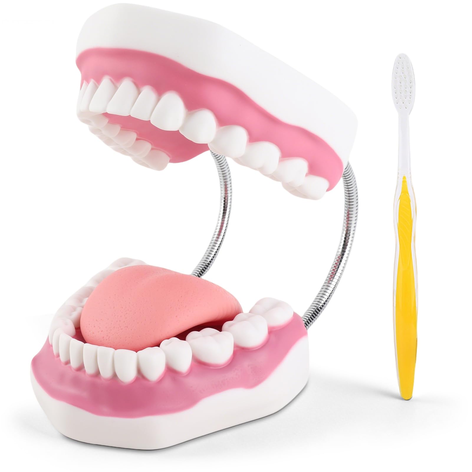 Modèle De Dents Dentaires, Outil D'enseignement Portable Modèle De Soins Dentaires De Démonstration Réaliste avec Brosse À Dents Modèle De Dents Anatomiques pour Enseignement des Dentistes