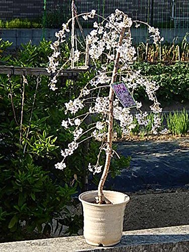 Amazon | 富士しだれ桜 鉢植え | 盆栽
