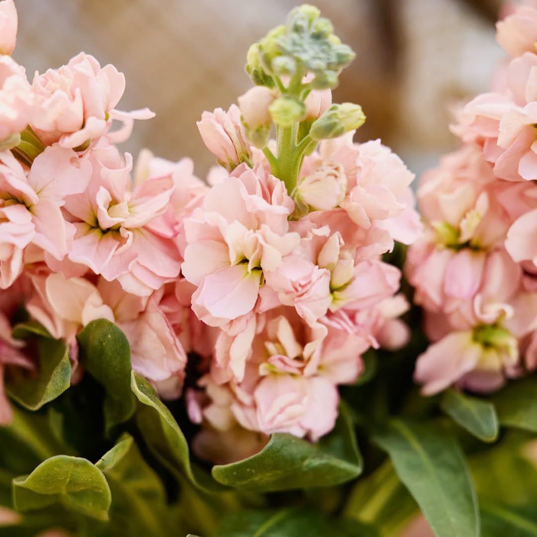 Amazon.com : 300+Annual Matthiola Stock Flower Seed for Planting  Outdoor-Mixed Matthiola Incana Flower Plant for Garden Home Non-GMO :  Patio, Lawn & Garden