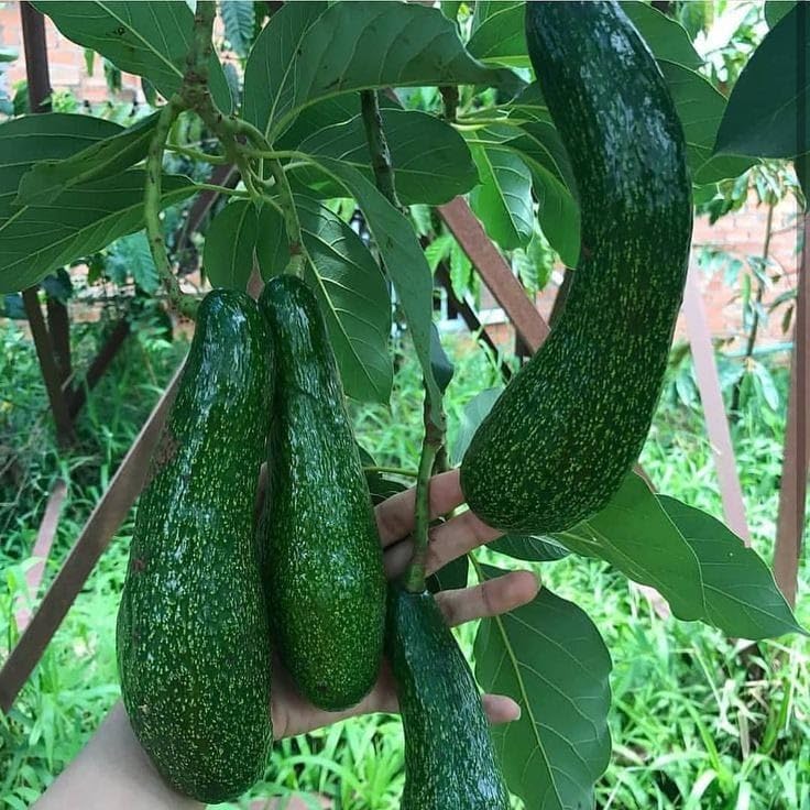 See full amazon price history chart for GreenWorld Special Big Long Size Avocado Plant,American Variety,(GRAFTED) Hybrid Healthy Live Plant,Fruit After 1 Year GreenWorld Special Big Long Size Avocado Plant,American Variety,(GRAFTED) Hybrid Healthy Live Plant,Fruit After 1 Year (B0CCDJTNVM) Amazon Price History, Amazon Price Tracker
