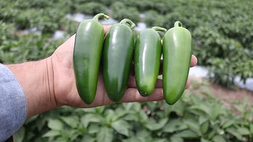 Miniatura 6 de Semillas Jalapeño Chile Vegetal para plantar reliquia sin OMG