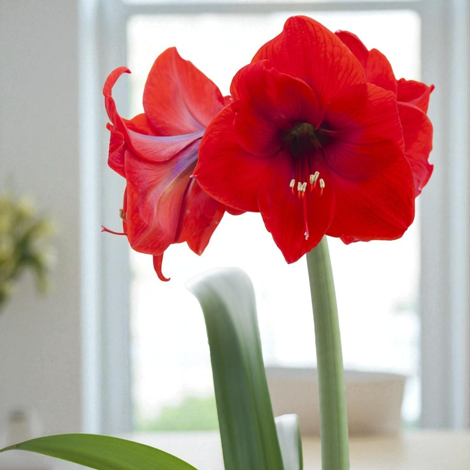 Carbeth Plants 3 x Amaryllis Red Pride Bulb for Indoor Planting