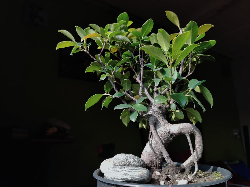Buy Weeping Fig Bonsai Tree for ing 30 Ficus benjamina, Excellent