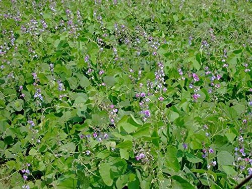 SeedRanch Lablab Food Plot Seed - 5 Lbs.Q