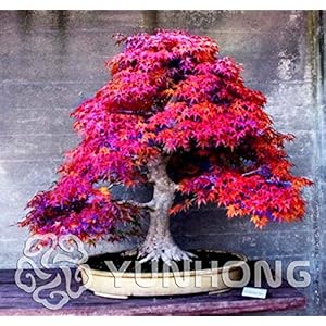 Generic Pianta in Vaso Bonsai 100% Vera pianta di Acero Rosso Bonsai giapponese, 20 pz/pacchetto, molto Bella Agramsero coperto: 2: Only seeds
