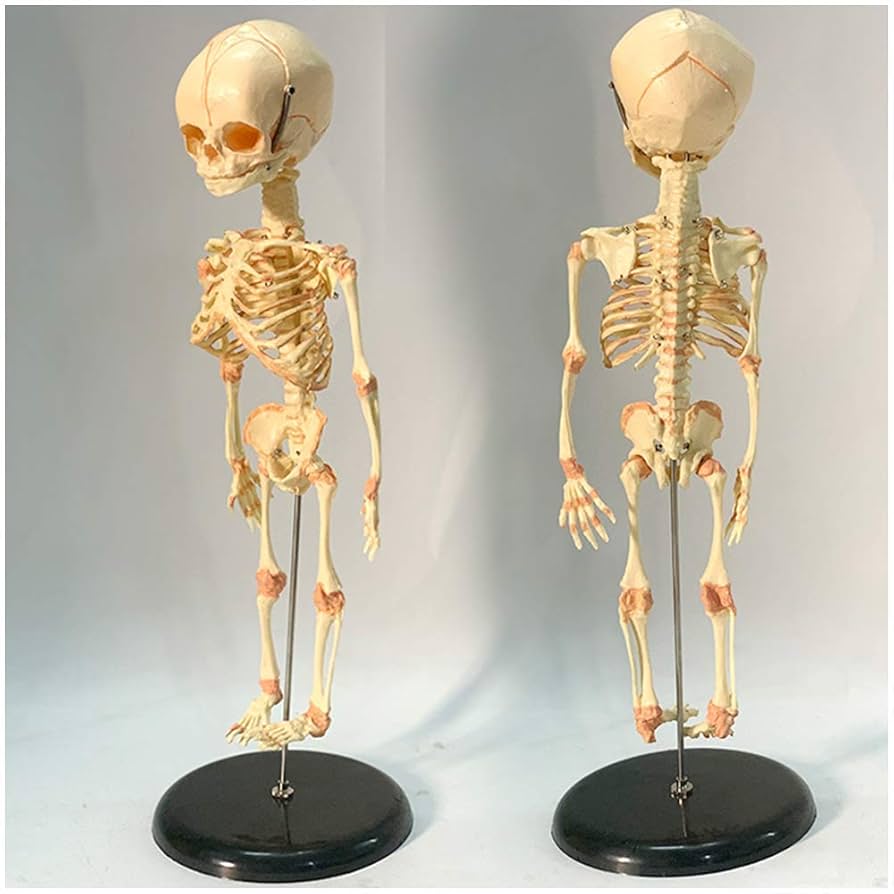 【特別価格】 再生を願いし赤子頭骨箱(定価25000円) 51jiJFZDbWL._AC_UL210_SR210,