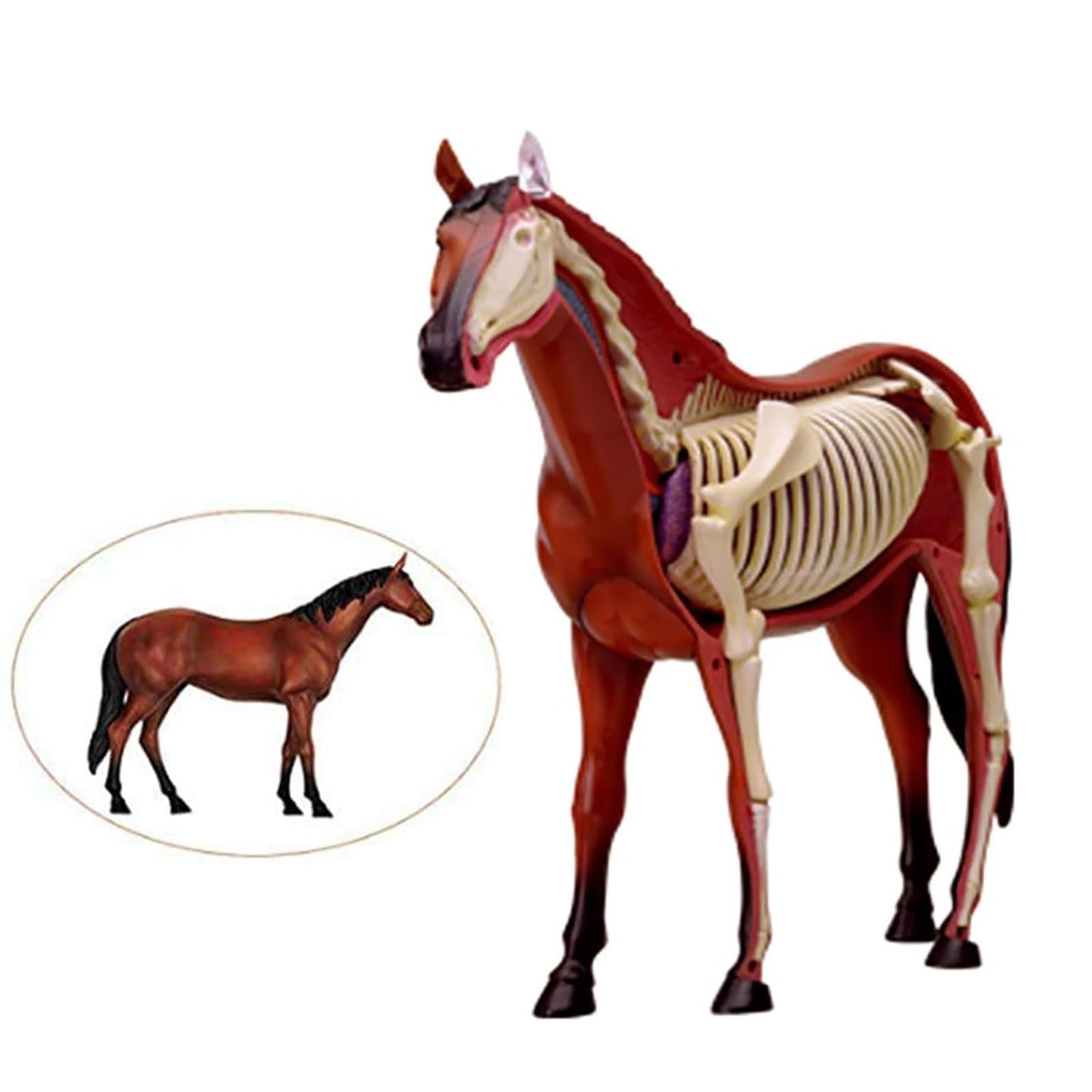 Modelo de Anatomía de Caballo Desmontable 4D, Modelo de Esqueleto de Animal Desarmable de 26 Partes para Enseñanza y Entrenamiento en Clínica Veterinaria