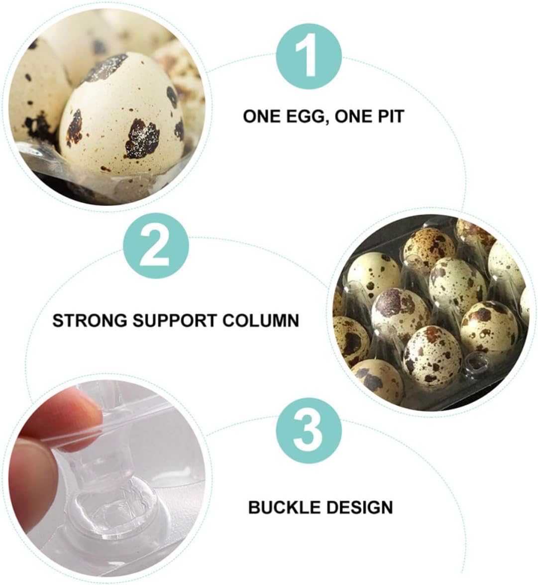Quail Egg Tray with Large Capacity 24pcs Made of Sturdy Pet Material and Stabilizes Eggs for Kitchen and Trip and Organization