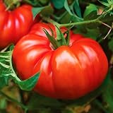 TomorrowSeeds - Giant Beefsteak Tomato Seeds - 500+ Count - for 2026 Planting Determinate Heirloom Red Beef Steak Tomatoes Extra Large Non-GMO Vegetable Fruit Grow Your Own Home Farm Patio Healthy