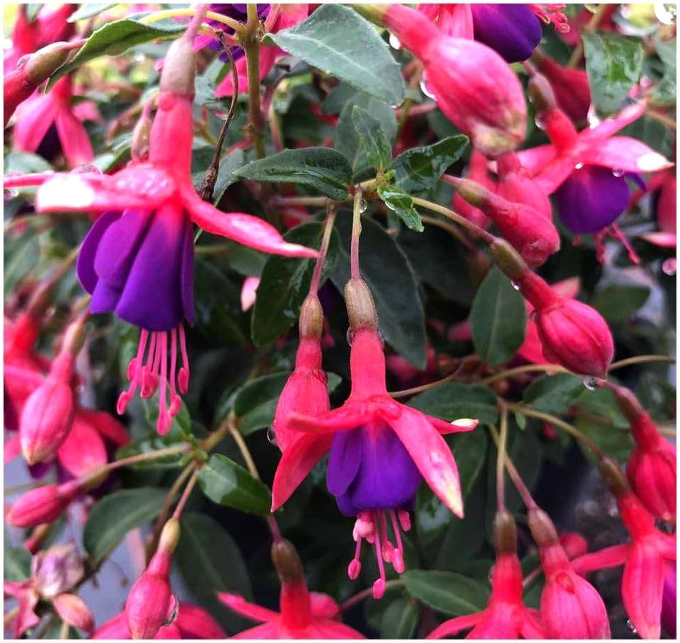 GrowOn Shrubs Hardy Dwarf Fuchsia 'Tom Thumb' | Deciduous Shrub | Outdoor Garden Ready Plant | Summer and Autumn Flowering | Red, Mauve Purple Flowers