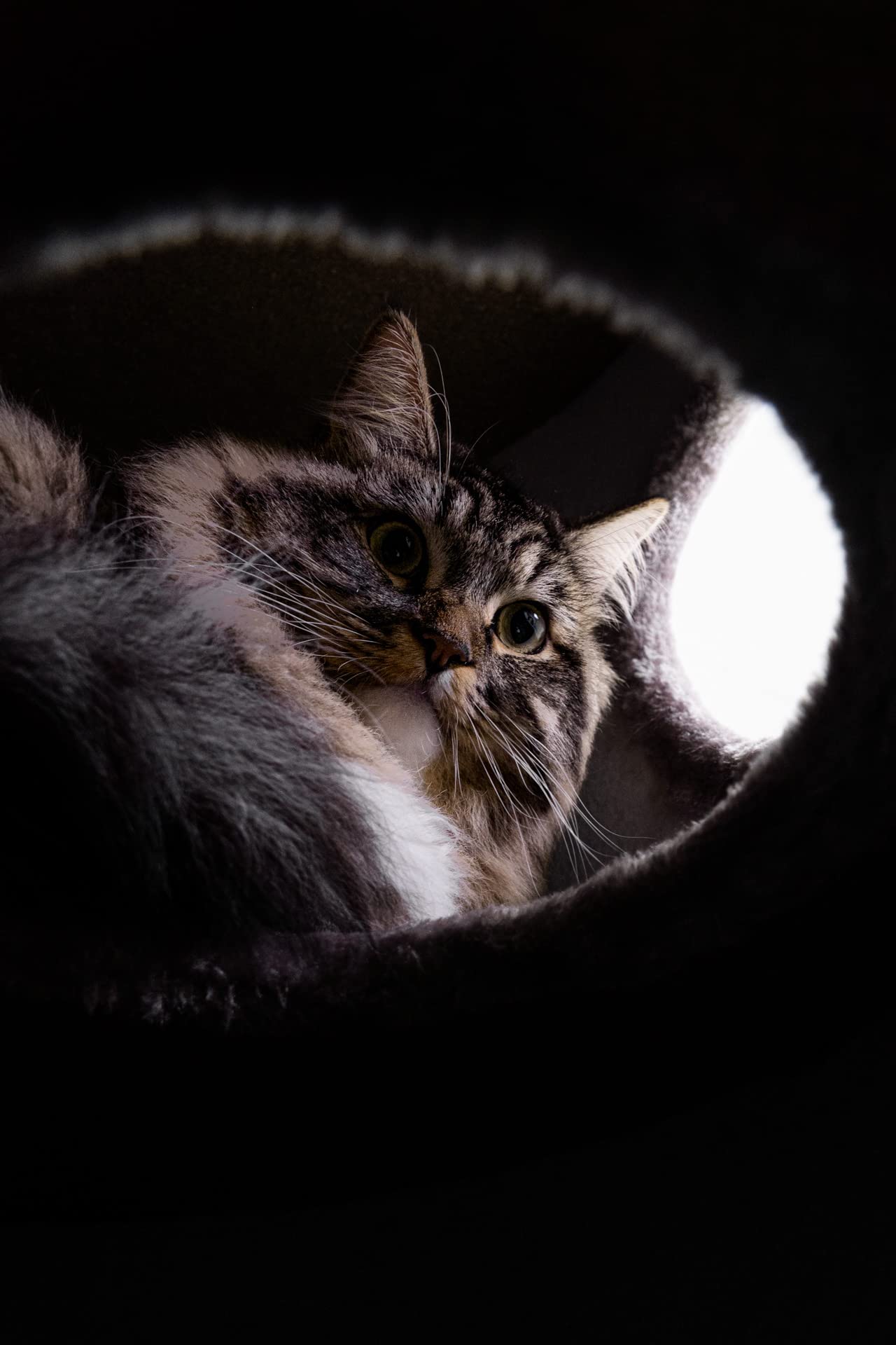 Petrebels Tiragraffi per gatti, XXL, 110 cm, con 3 ingressi, in sisal, extra largo, Ø 45 e pesante per la stabilità, cupola 110, cupola per gatti e torre da arrampicata per gatti, cappuccino
