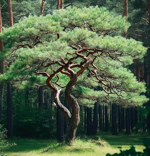 Pinus sylvestris rhodopaea (Scots Pine, Scotch Pine, Baltic Pine) Tree