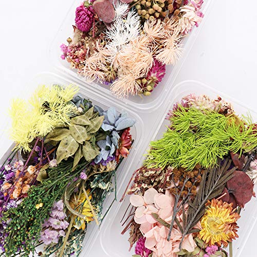 Gonetre Kit de Flores Secas para Manualidades miniatura 1