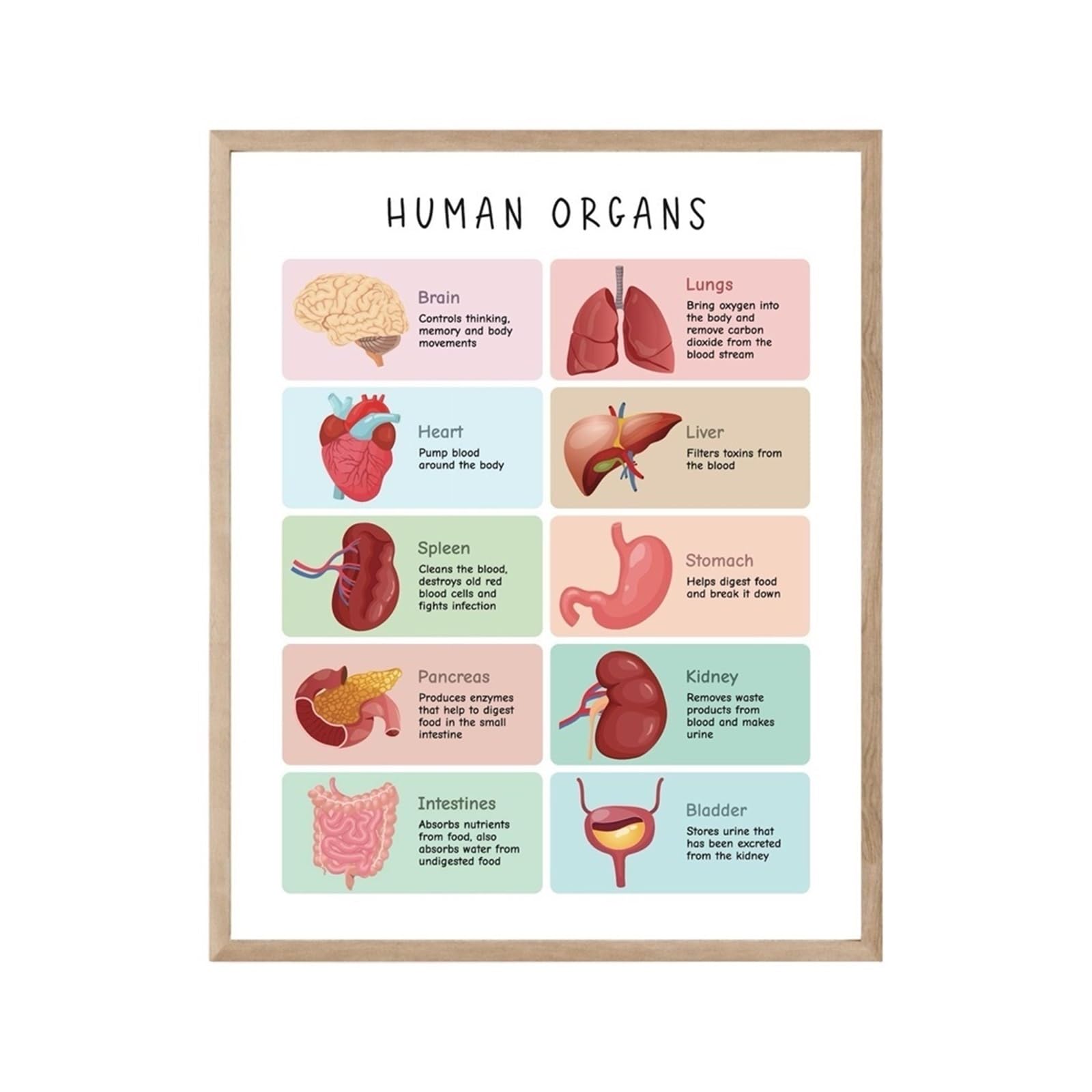 1 Szt. Plakat Ludzkiego Ciała Edukacja Zdrowotna Drukuje Anatomia Narządy Wykres Szkielet Wystrój Szkoły Domowej Druk Edukacyjny(ZP2772-2,20X30cm with Frame)