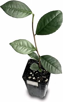 Tea Plant Live Plant (Green Tea) - Camellia sinensis
