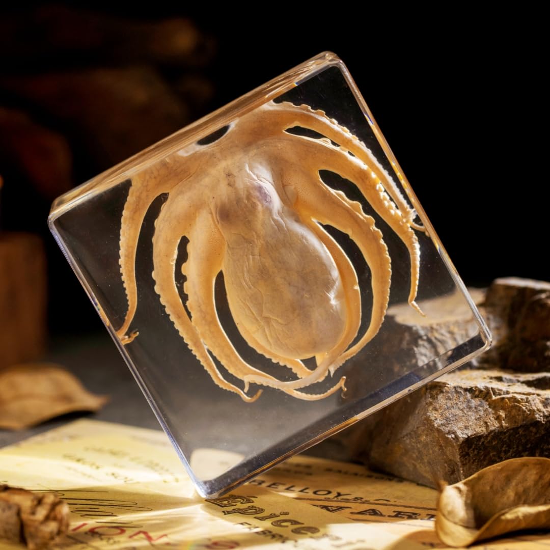 Preserved Octopus Specimen in Resin – Real Taxidermy Octopus Block for Science, Marine Biology, &amp; Oddity Collectors (3" x 3" x 1") – Unique Desk Decor, Classroom Tool, and Gothic Gift