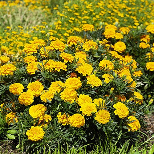 Bonanza Gold French Marigold Seeds