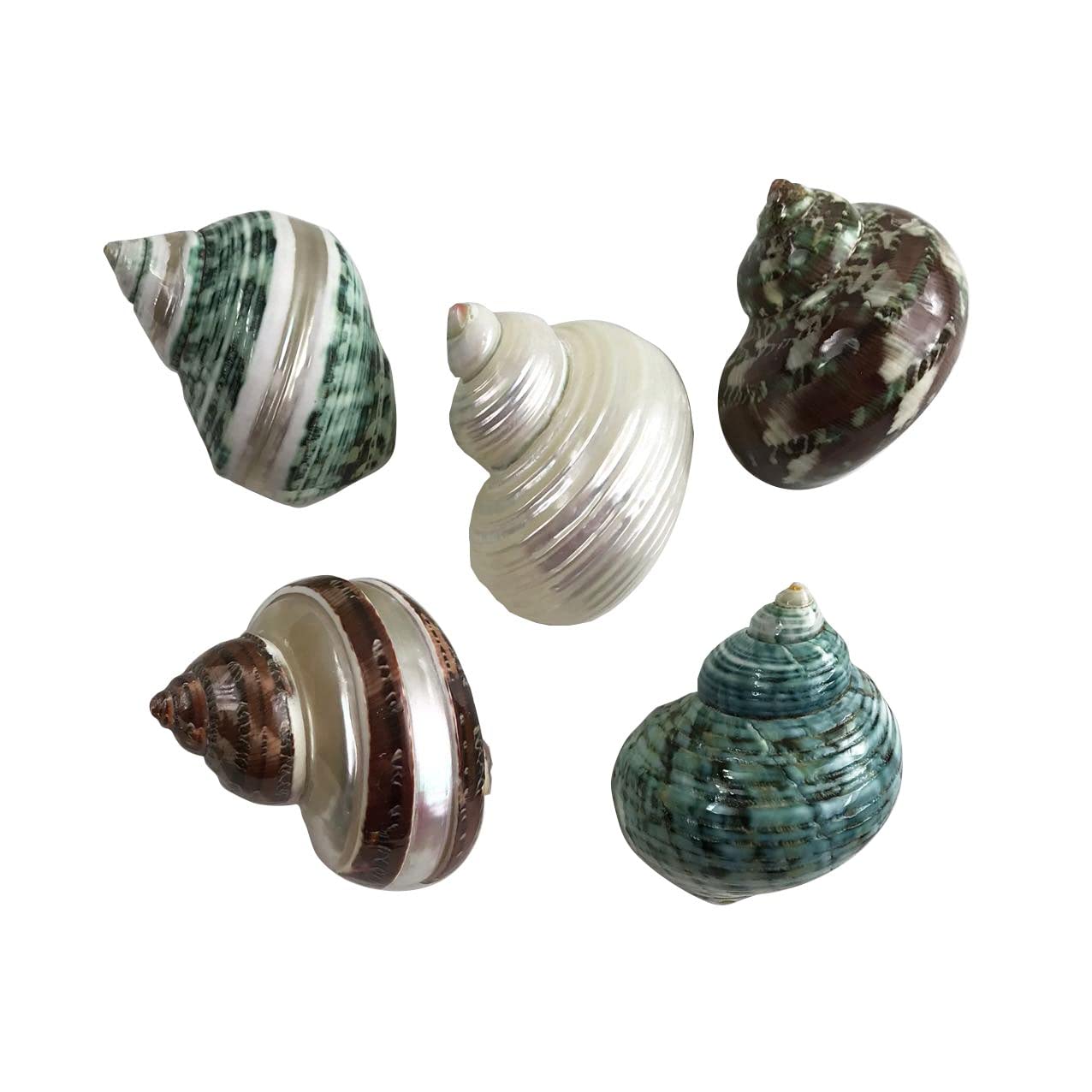 MMvolesy Assorted Turbo Shell,Hermit Crab Shells 5Pc