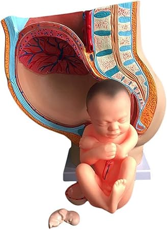 Amazon Xiezi 骨盤モデル医学満期胎児モデル妊娠発達を伴う女性の骨盤9ヶ月胎児子宮生殖助産教育胚モデル Xiezi 人体模型 解剖モデル